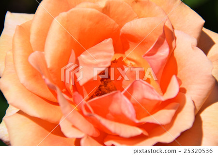 玫瑰園〜青島兒童蛋糕花節〜（宮崎縣宮崎市） 25320536