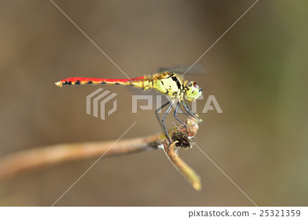 Mayutateakane 25321359