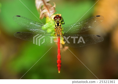 Mayutateakane 25321361