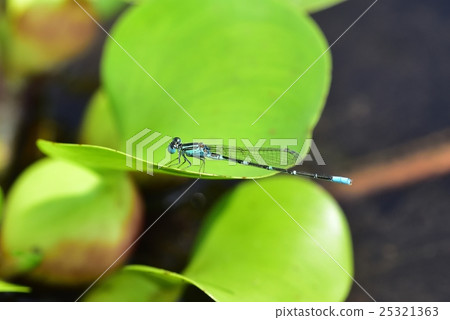 Affiliation 25321363