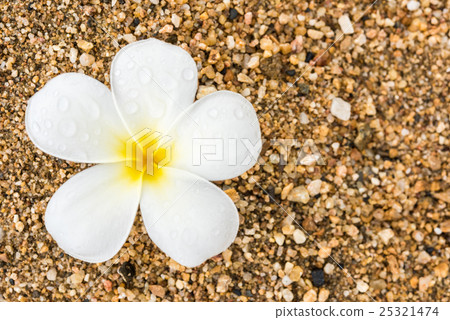 White plumeria on sand White plumeria on sand 25321474