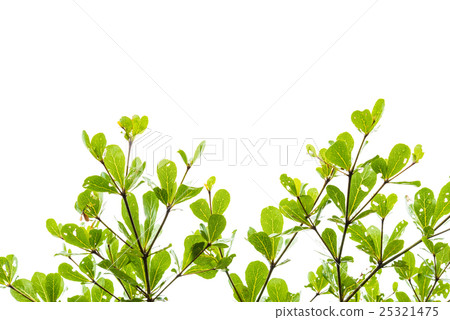 Green leaves isolated on white Green leaves isolated on white 25321475