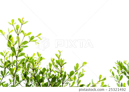 Green leaves isolated on white Green leaves isolated on white 25321492