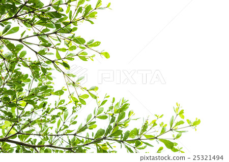 Green leaves isolated on white 25321494