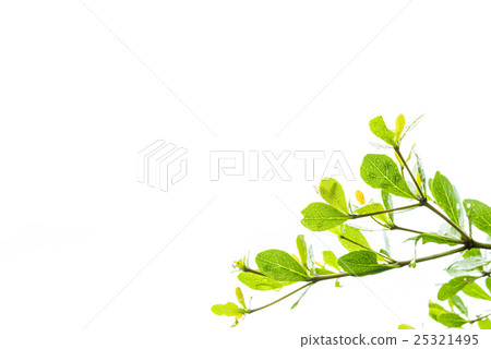 Green leaves isolated on white Green leaves isolated on white 25321495