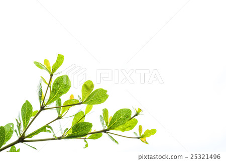 Green leaves isolated on white Green leaves isolated on white 25321496
