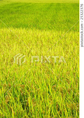 Autumn of fertility · rice carpet 2 Autumn of fertility · rice carpet 2 25322376