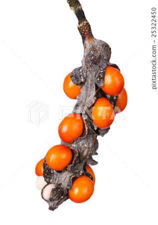 Magnolia flower fruit pod with berries Magnolia flower fruit pod with berries 25322450