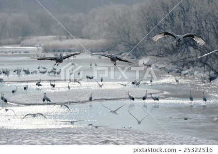 竹草站立和椽木冰 25322516