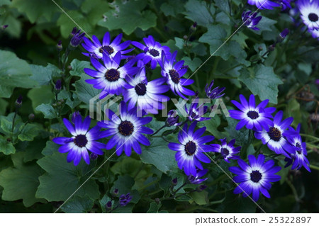 Cineraria cineraria Flower language is "trouble of love" 25322897