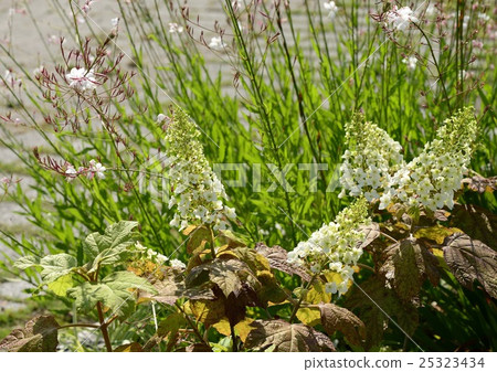 Kashiwaba繡球花 Kashiwaba繡球花 25323434