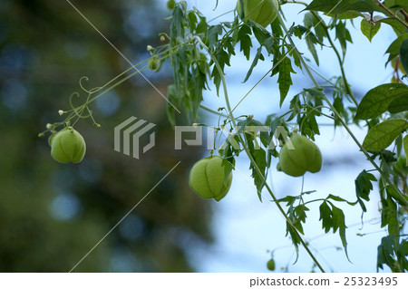 富森克魯茲 25323495