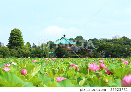 The lotus of Ueno Shinobi Pond and Benten The lotus of Ueno Shinobi Pond and Benten 25323781