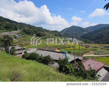 Rice Ceremony at the Great Nakao Rice Paddy Field 25325204