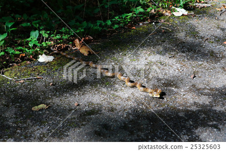 Threatening snake 25325603