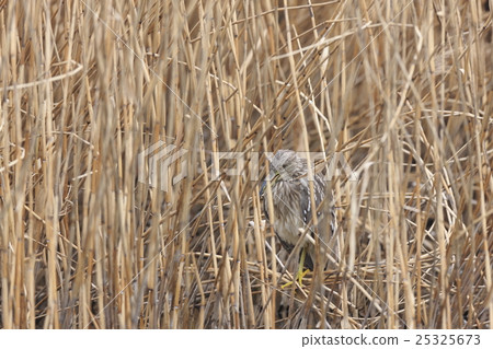 隱藏的蜥蜴（山羊的幼鳥） 25325673