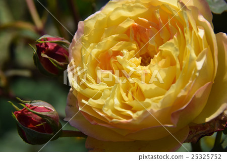 玫瑰園〜青島兒童蛋糕花節〜（宮崎縣宮崎市） 25325752