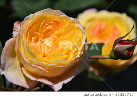 玫瑰園〜青島兒童蛋糕花節〜（宮崎縣宮崎市） 25325753