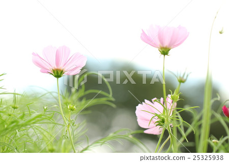Cosmos Cosmos 25325938