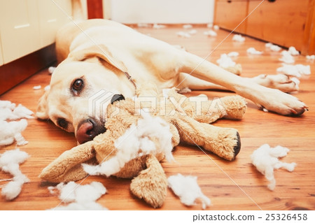 Naughty dog home alone 25326458