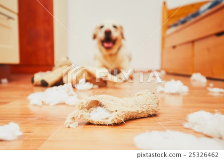 Naughty dog home alone Naughty dog home alone 25326462