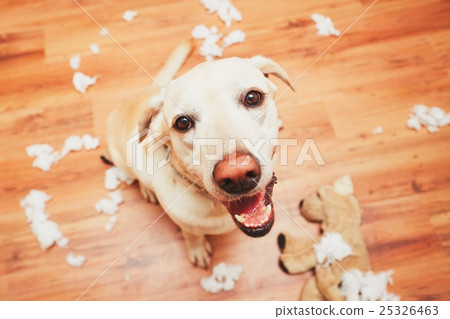 Naughty dog home alone 25326463