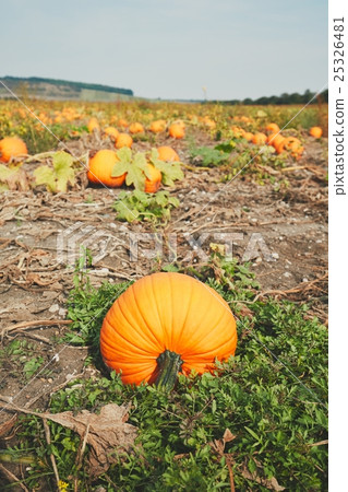 Ripe pumpkins on the field 25326481