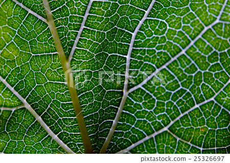 Leaf texture abstract background with closeup view Leaf texture abstract background with closeup view 25326697