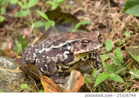 Azuma toad Azuma toad 25326749