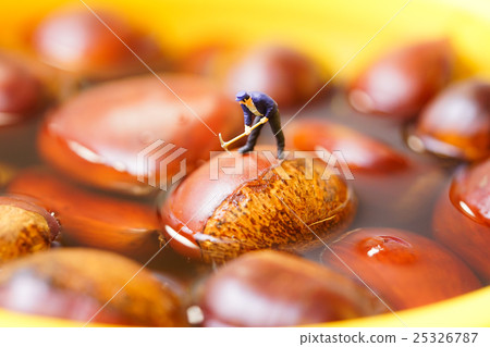 Chestnut Chestnut 25326787