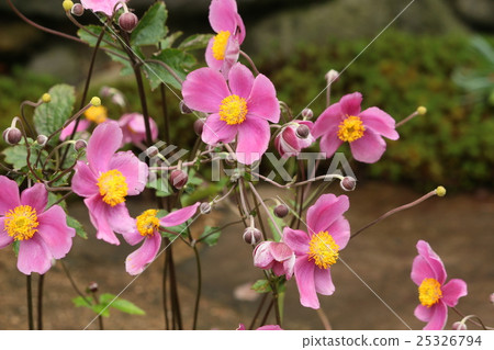 Cowpea 25326794