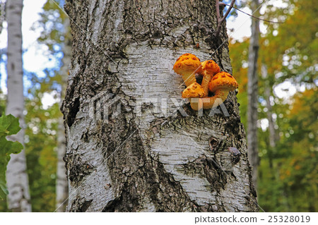 mushrooms on the trunk of the Birch mushrooms on the trunk of the Birch 25328019