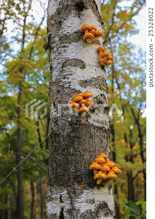 mushrooms on the trunk of the Birch 25328022