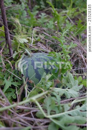 watermelon watermelon 25328185