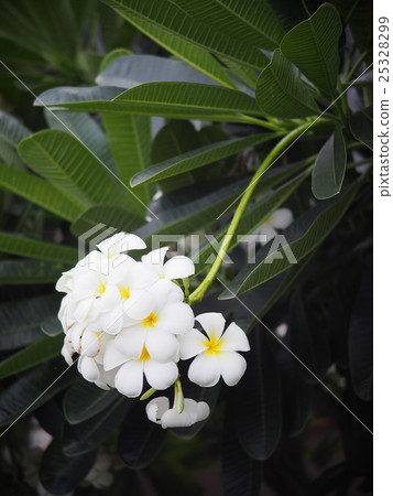 white flowers of Frangipani, Plumeria, Templetree white flowers of Frangipani, Plumeria, Templetree 25328299
