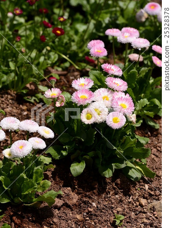 雛菊 雛菊 25328378