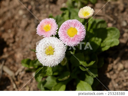 雛菊 雛菊 25328380