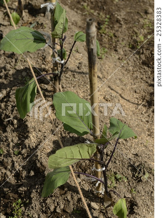 Field planting egg plant seedlings Field planting egg plant seedlings 25328383