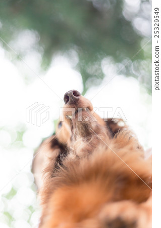 毛孩 狗 狗狗 25329549