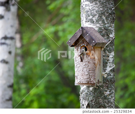 Birdhouse and tiny bird 25329834