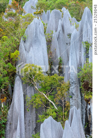 Limestone pinnacles at gunung mulu national park 25329848