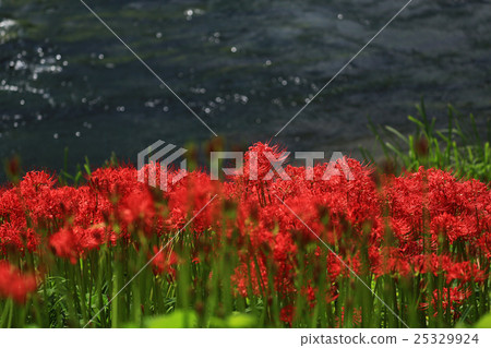 Higanki flower 532 25329924