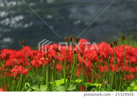 Higanofusa 536 25329926