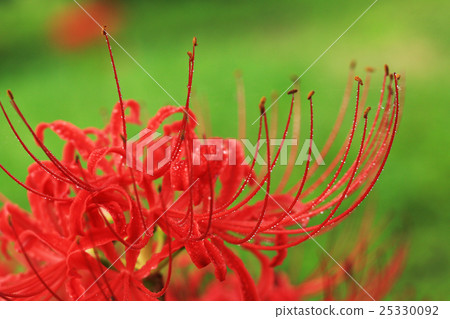 Higanki flower 636 25330092