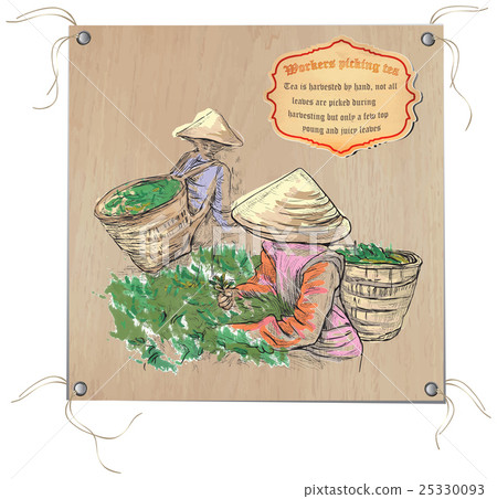 Tea Processing. Agriculture. An hand drawn vector. 25330093