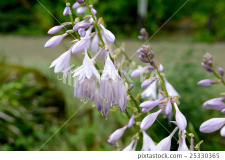 玉簪 玉簪 25330365