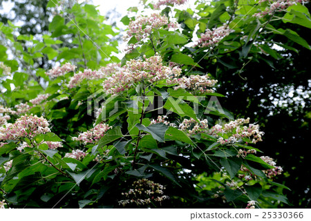 一隻兔子 25330366