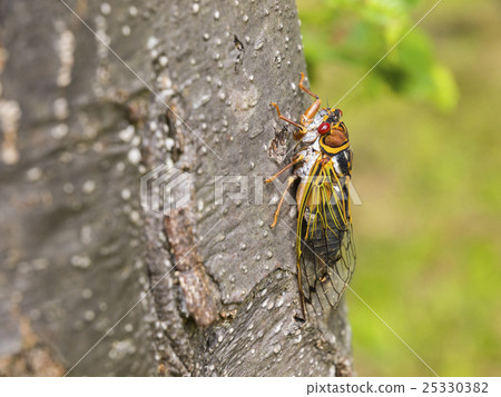 Ezo gime (horizontal composition, obliquely from above) Ezo gime (horizontal composition, obliquely from above) 25330382