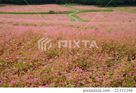 Red Sova's Village 25331246