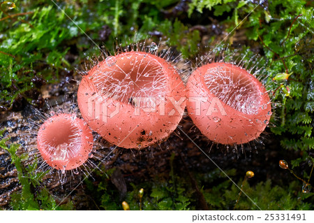 Pink fungicup or Cookeina tricholoma mushroom Pink fungicup or Cookeina tricholoma mushroom 25331491